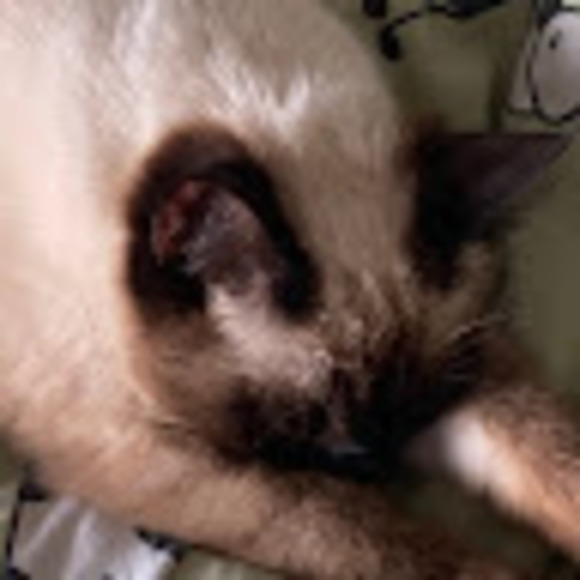 Meet your Posher, Oliver - Picture 1 of 1